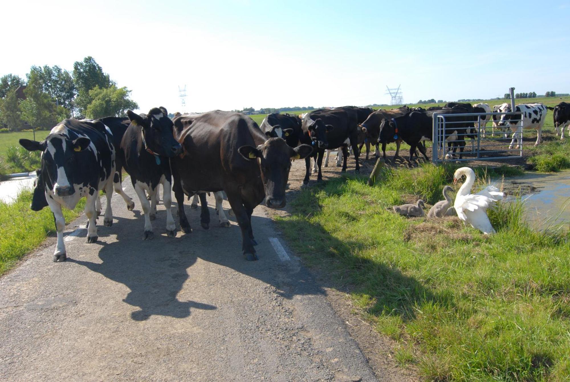 Farm Overleekerhoeve Monnickendam Dış mekan fotoğraf