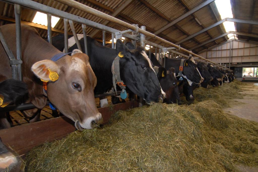 Farm Overleekerhoeve Monnickendam Dış mekan fotoğraf